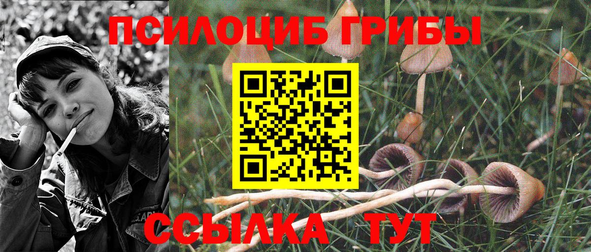 Галлюциногенные грибы Cubensis Саянск
